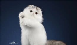 傻傻的见到长毛猫就以为是波斯猫？带你认识一下真正的高贵波斯