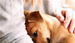 这7点，是大多数狗狗的“弱点”，希望别随便对它们做