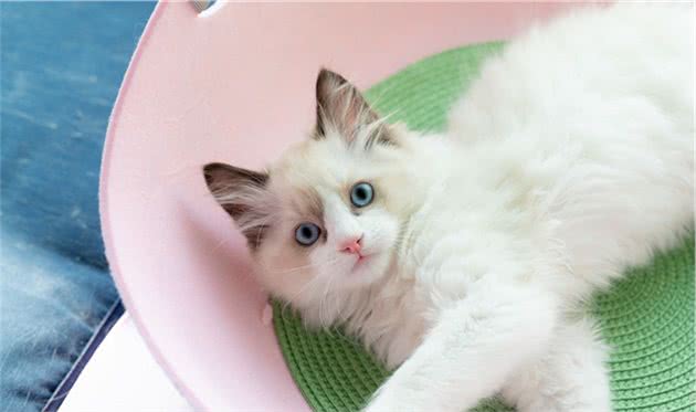 不养布偶猫的5大理由，你能接受吗？