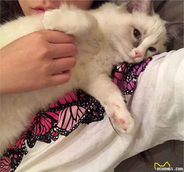 不养布偶猫的5大理由，你能接受吗？
