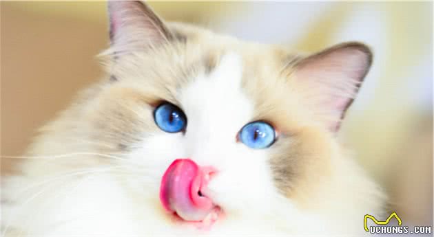 不养布偶猫的5大理由，你能接受吗？