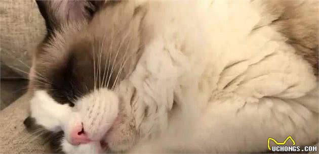 不养布偶猫的5大理由，你能接受吗？