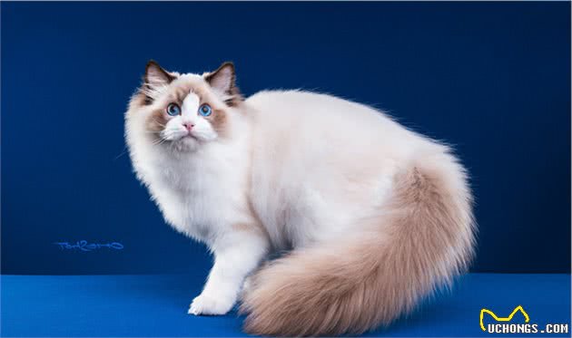 不养布偶猫的5大理由，你能接受吗？