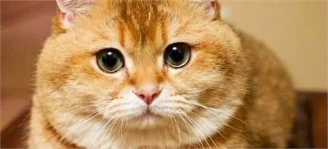 折耳猫和竖耳猫的后代没问题？只要猫咪有折耳，就会有基因问题