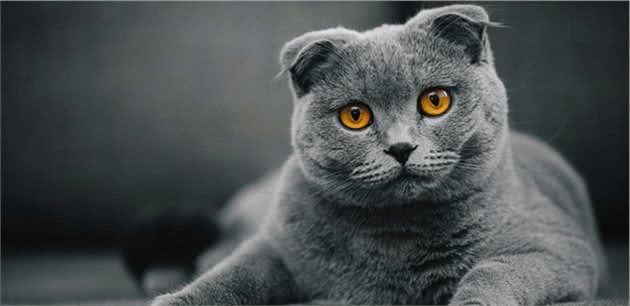 折耳猫和竖耳猫的后代没问题？只要猫咪有折耳，就会有基因问题