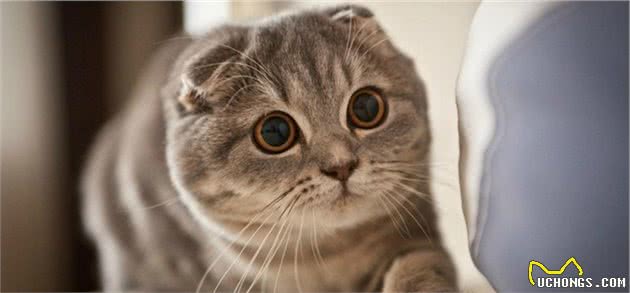 折耳猫和竖耳猫的后代没问题？只要猫咪有折耳，就会有基因问题