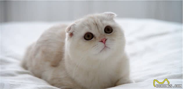 折耳猫和竖耳猫的后代没问题？只要猫咪有折耳，就会有基因问题