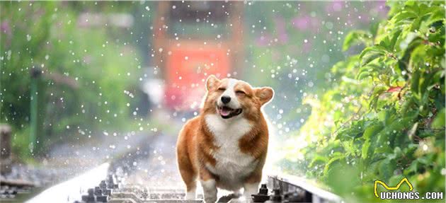 狗狗驱虫药多久吃一次最合适？听听八牧怎么说