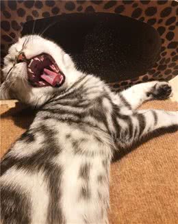 猫为什么打哈欠？猫打哈欠的时候真的不一定是困了！