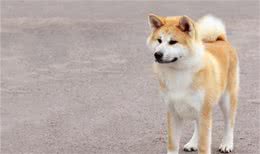 秋田犬那么可爱，为什么那么少人愿意养