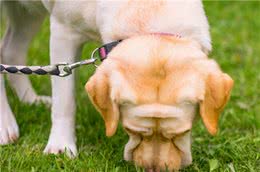 拉布拉多犬有这些怪癖，并不是因为贪玩，其实是缺元素了