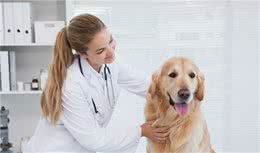 宠物猫狗—‘传染性肝炎’的症状诊断和治疗方法及预防措施等