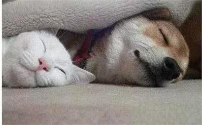 狗会对猫过敏吗？