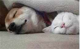 狗会对猫过敏吗？