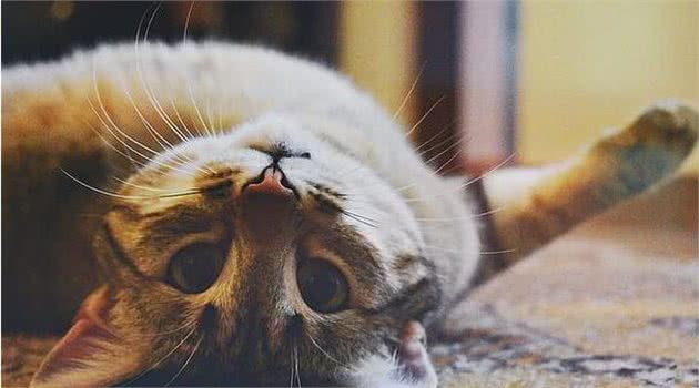 给猫咪取名反映主人性格，名字取叠字的，都是聪明人