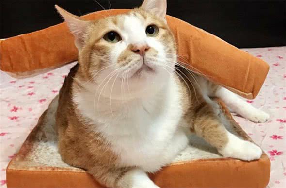 给猫咪取名反映主人性格，名字取叠字的，都是聪明人