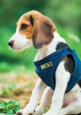 犬类常见病判断方法（下）