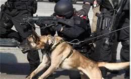 最优秀的5种警犬，对主人忠诚、不怕死