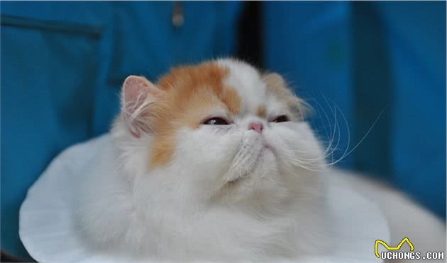千万别乱给猫染毛，小心坑了猫咪