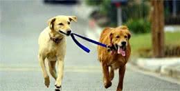 一个合格的铲屎官，出门遛狗的话，必带这4样物品