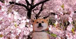 四季变换，各个季节宠物犬应该注意的常见事项