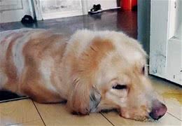 能救狗命！铲屎官必备急救知识你一定要掌握