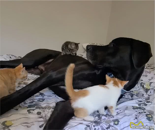 稍没注意，大黑狗冲向一群小奶猫，主人却被它感动…