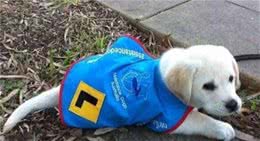 养狗，这五种“钱”，真的不能省！