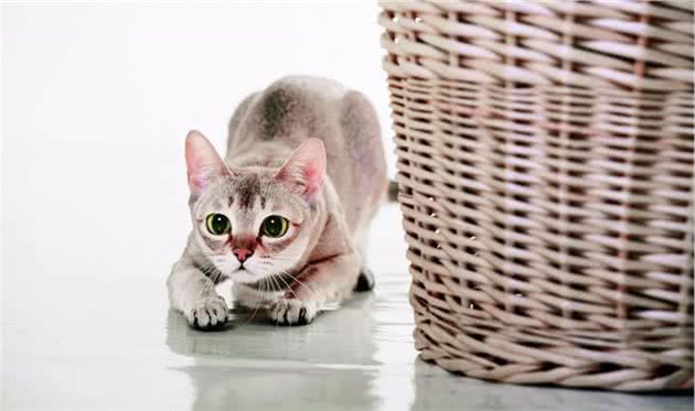 关于新加坡猫，你不知道的那些事儿｜品种