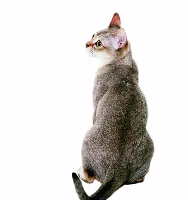 关于新加坡猫，你不知道的那些事儿｜品种