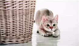 关于新加坡猫，你不知道的那些事儿｜品种