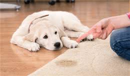 狗狗定点大小便总失败？究竟哪里出了问题？训犬师给这7个建议