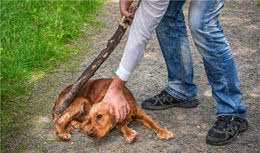 狗狗被打骂时，为什么还愿意亲近主人？原因有6个