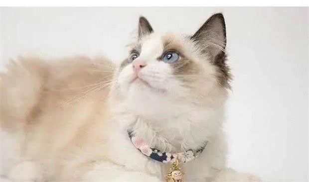 养宠必修课|给猫咪带铃铛真的会有危害么