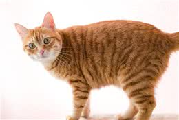 第一次养猫，应该怎么选猫咪的品种？