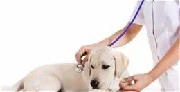 家里常见的5种食材，对狗狗价值高，居然能治病！