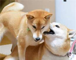 不瞒你说，狗狗没了两颗“蛋蛋”，变化真的很大