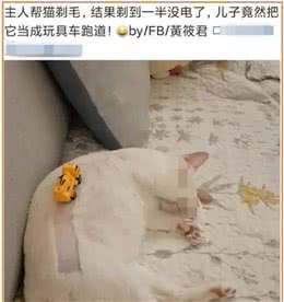 “我把猫毛剃光后，它患上了严重的自闭症！后悔也来不及了”