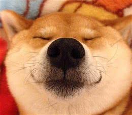 令人费解的“赛级”和“宠物级”柴犬的等级区分！