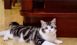 猫界双胞胎，“美国短毛猫”和“狸花猫”你能分清吗？