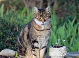 谁才是2019猫咪爆款之王，最受欢迎的猫咪品种TOP10