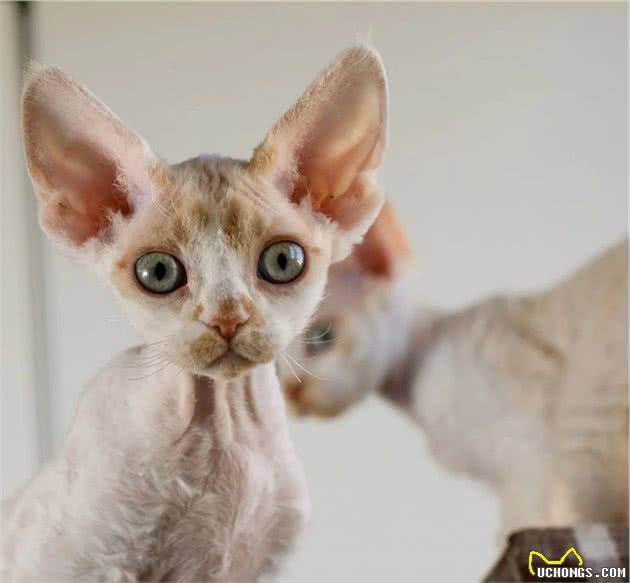 德文卷毛猫？就是被陈伟霆唱到睡着的那只……