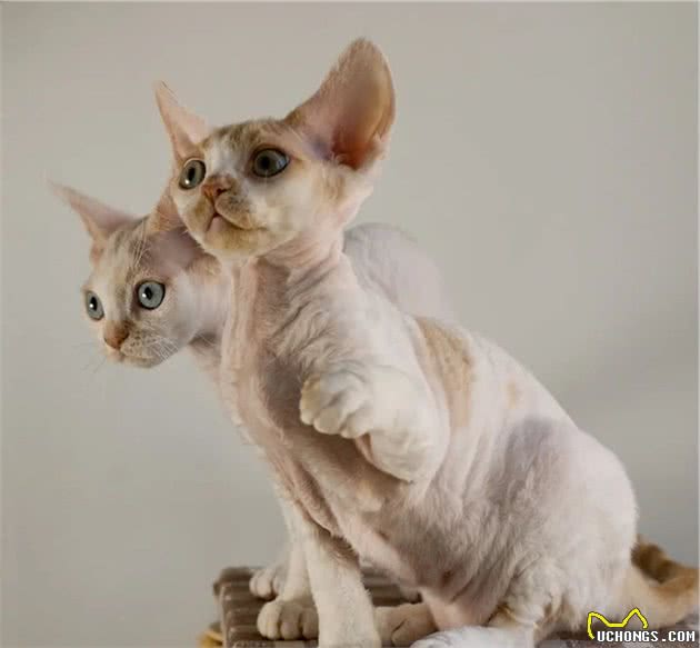 德文卷毛猫？就是被陈伟霆唱到睡着的那只……