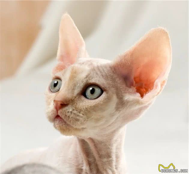 德文卷毛猫？就是被陈伟霆唱到睡着的那只……