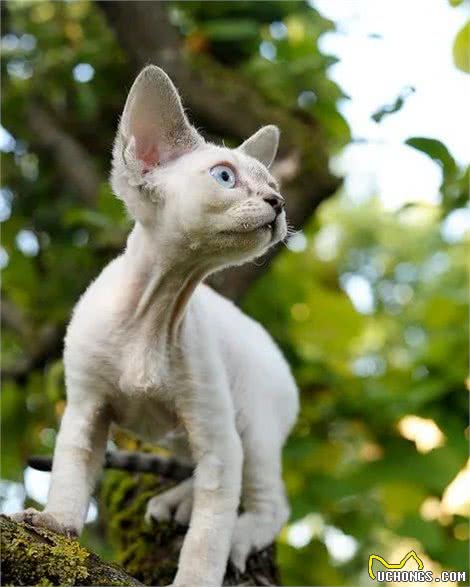德文卷毛猫？就是被陈伟霆唱到睡着的那只……
