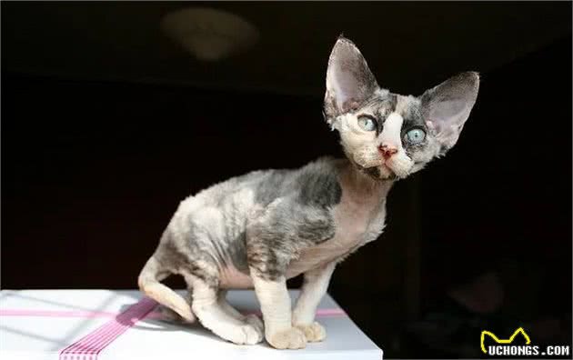 德文卷毛猫？就是被陈伟霆唱到睡着的那只……