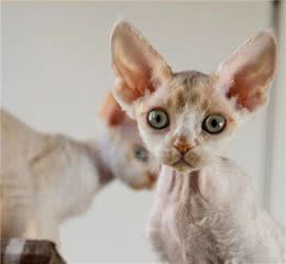 德文卷毛猫？就是被陈伟霆唱到睡着的那只……