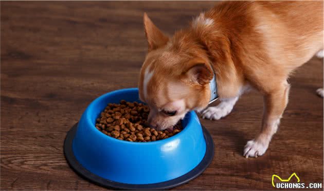 你家宠物吃的是什么？宠物猫狗的食品、粮食有哪些？