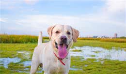 狗狗便便全解读，你知道狗狗的便便都代表着什么吗？