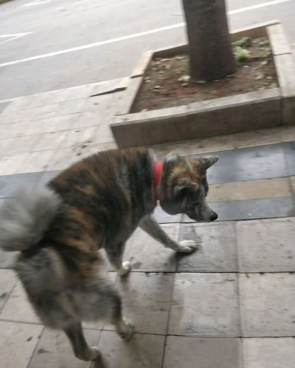 老伯捡了只土狗回家，懂行的人一看：这是上万块的品种犬
